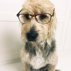 hond bril