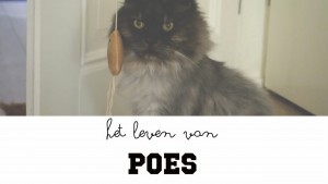 Het leven van Poes